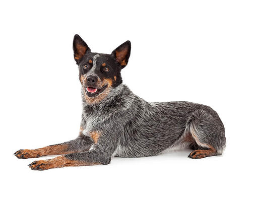 Australian Cattle Dog Breed Information Purina